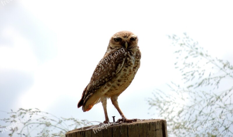 Owl Birds Nature Animal World Life