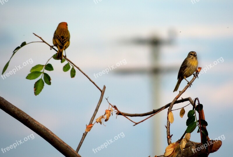 Birds Nature Animal World Life Birdie