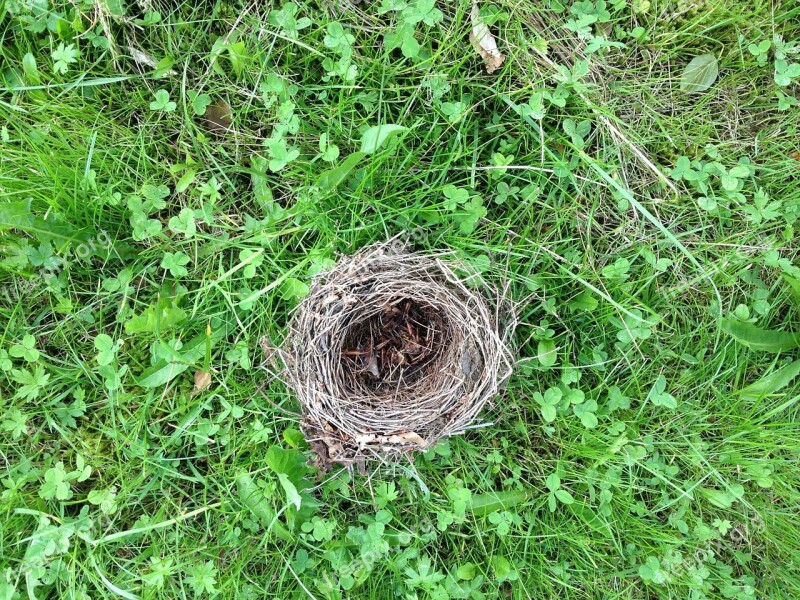 Bird's Nest Grass Green Nest Free Photos