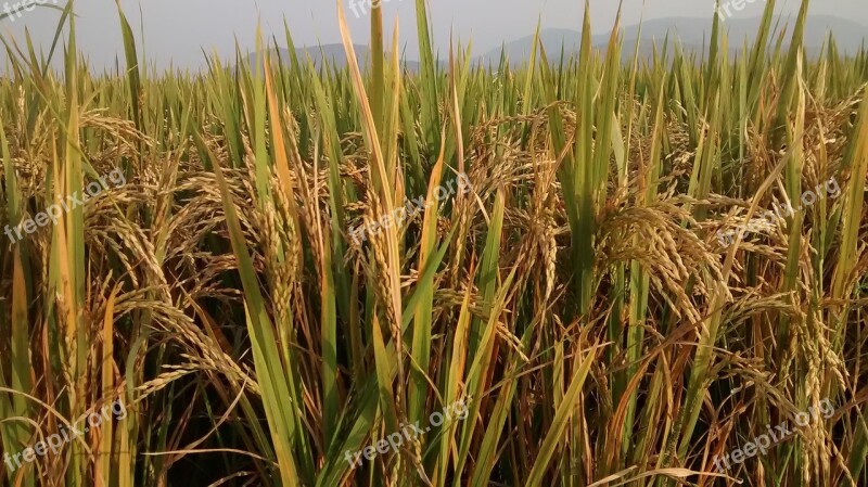 Farm Green Rice Nature Agriculture