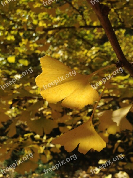 Ginkgo Taiwan Wuling Farm Autumn Free Photos