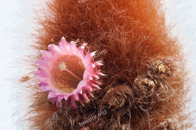 Cactus Blossom Bloom Pink White