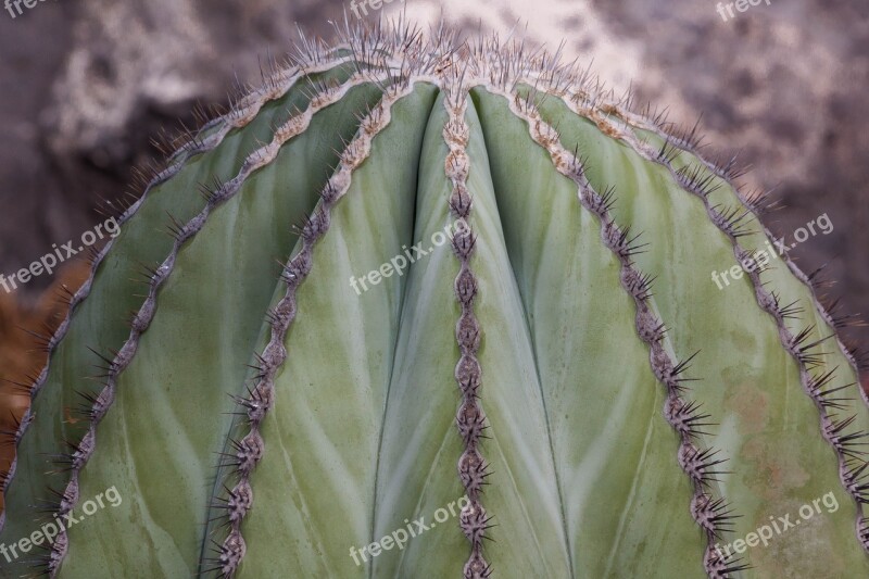 Cactus Spur Thorns Plant Green