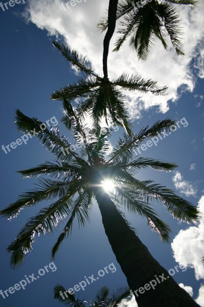 Palm Trees Hawaii Sky Blue Sun