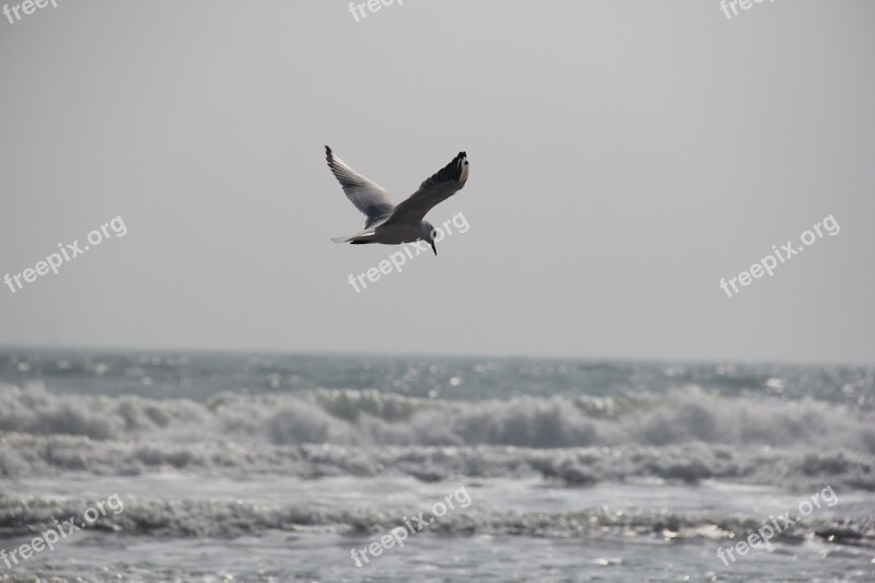 Seagull The Sea Sky Free Photos