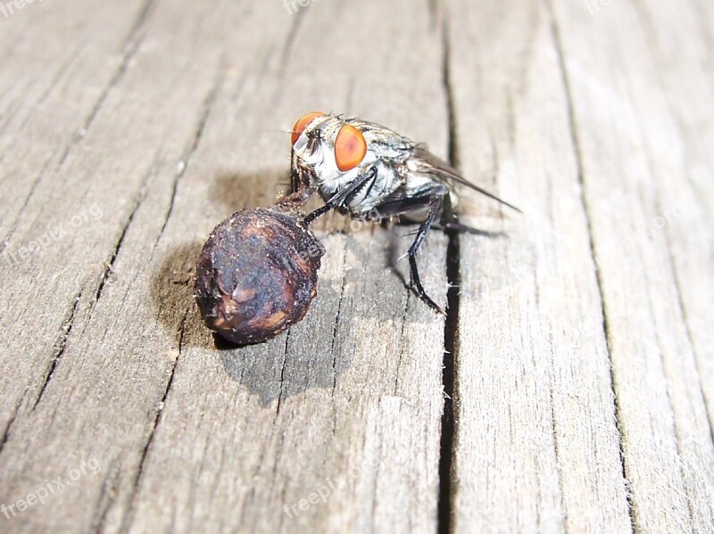 Fly Eating Insect Macro Close Up