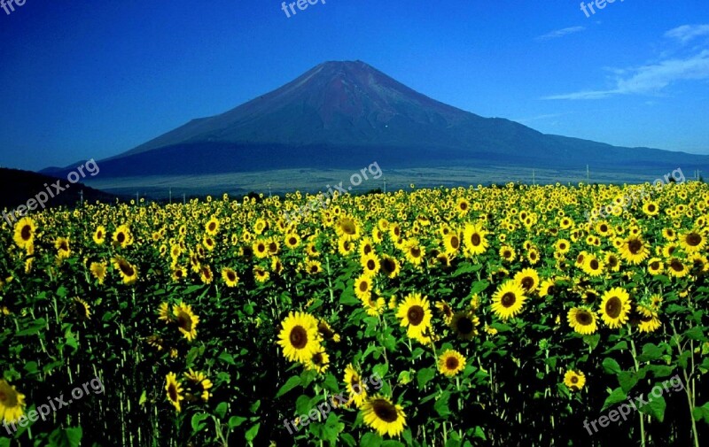 Mount Fuji Sunflowers Landscape Japan Mountain