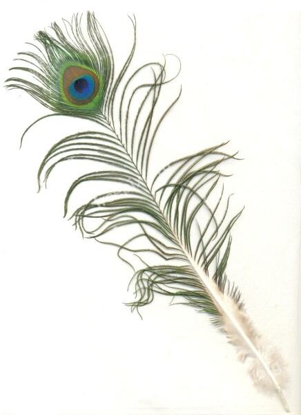 Peacock Feather Male Indian Bird Pattern