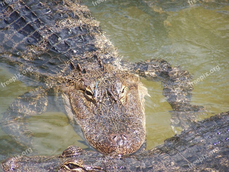 Alligator Reptile Zoo Wildlife Nature