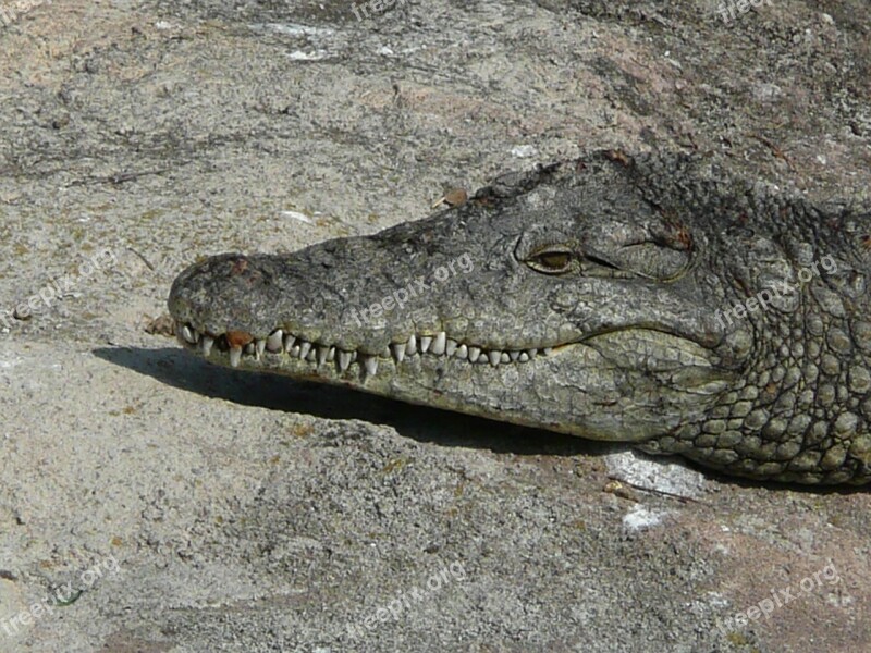 Crocodile Head Reptile Sunning Animal