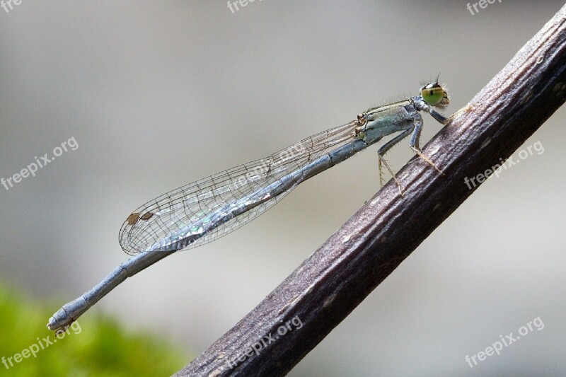 Eastern Forktail Damselfly Female Close Macro Bug