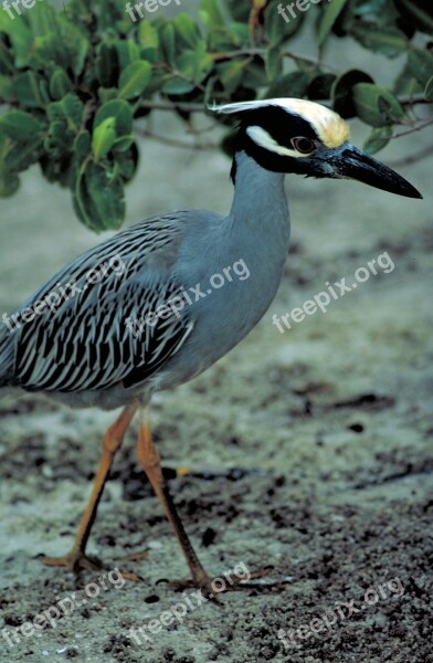 Yellow Crowned Night Heron Mangroves Walking Wildlife Bird