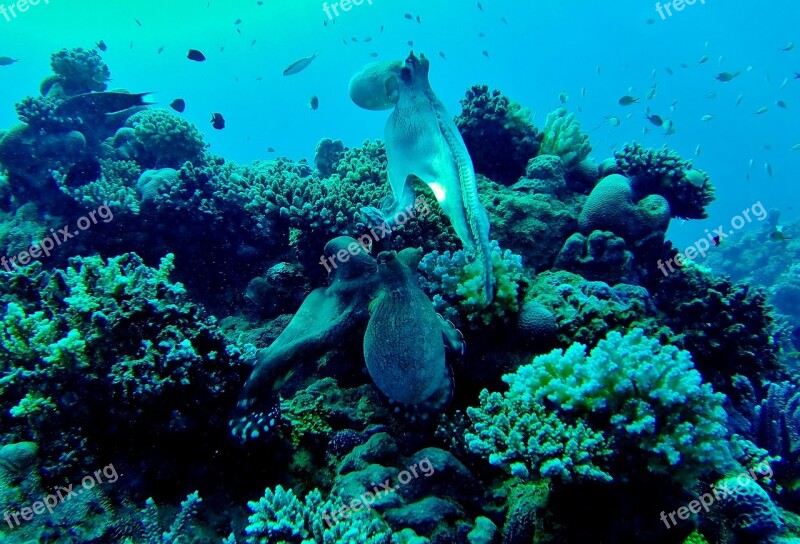 Squid Octopus Underwater Mollusk Diving