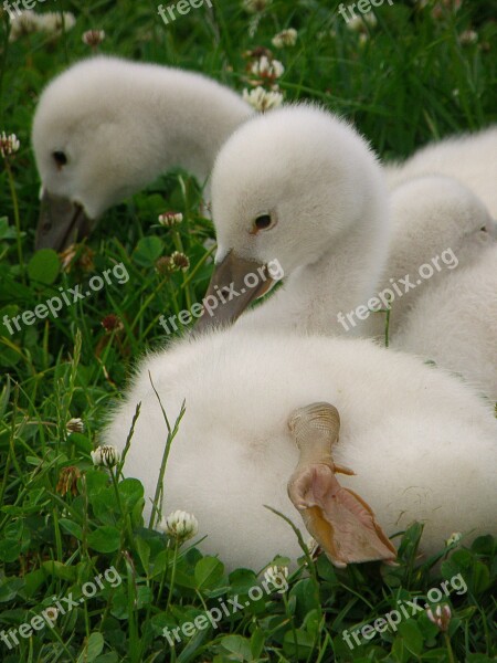 Swans Cub Bird Lawn White