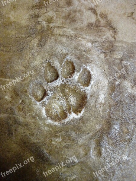 Tracks Footprint Wild Feet Animal Foot Felids