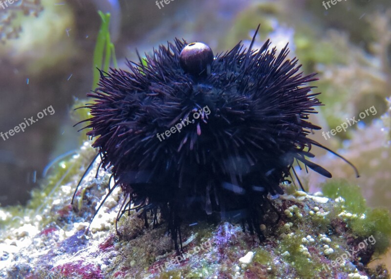 Sea Urchins Sea Sea Animal Sting Marine Life