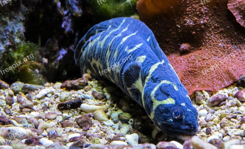 Eel Sea Animal Blue Deep Sea Free Photos