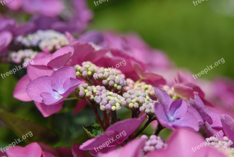 Flowers Plant Nature Spring Close Up