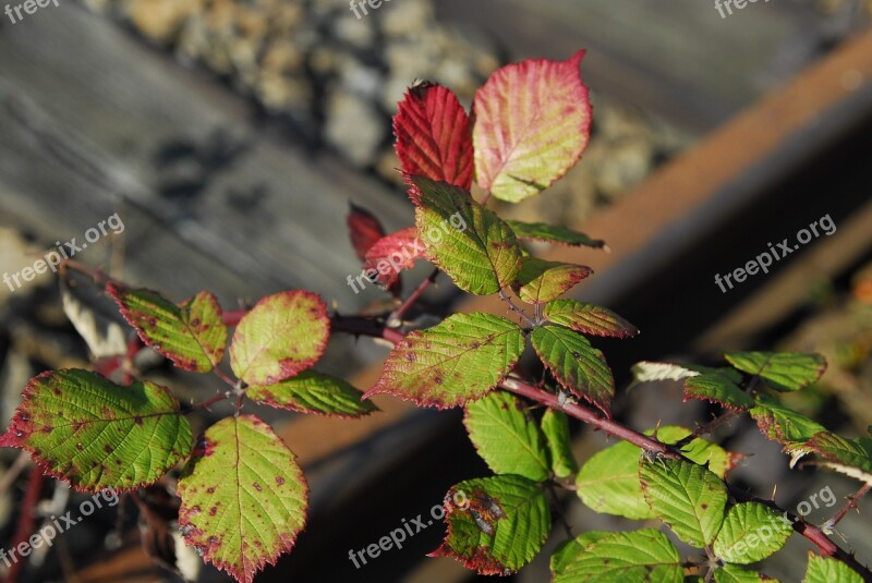 Hedge Blackberry Hedge Thorns Leaves Nature