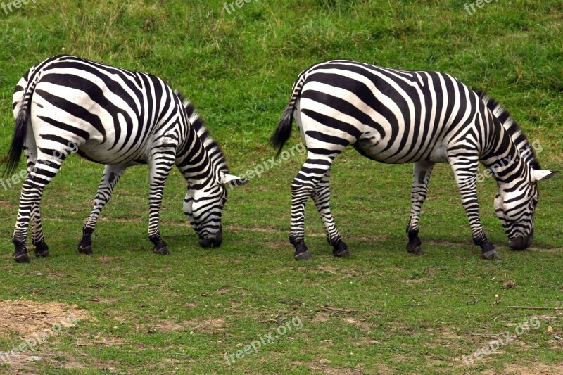 Zebra Graze Zoo Free Photos