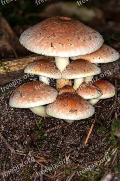 Mushrooms Group Macro Forest Autumn Forest