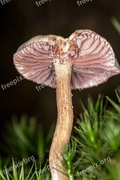 Mushroom Screen Fungus Disc Fungus Lamellar Macro