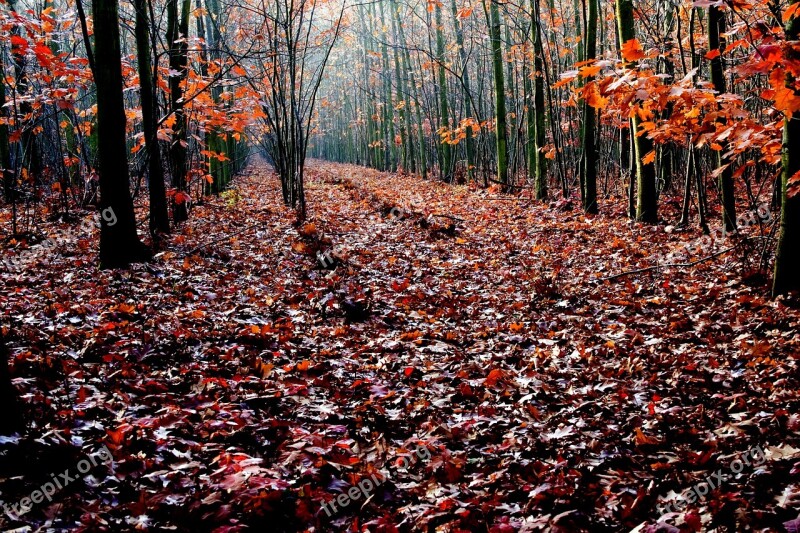 Oak Autumn Forest Oak Leaves Red