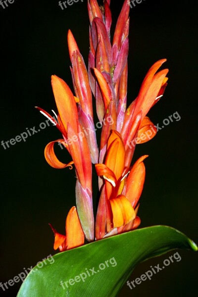 Canna Flower Blossom Bloom Macro