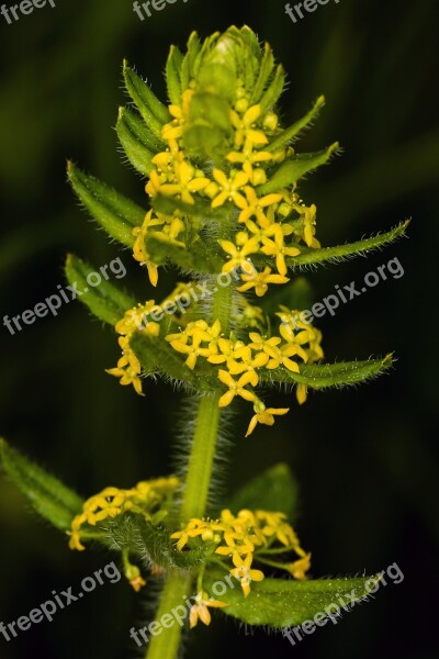 Flower Macro Yellow Filigree Plant