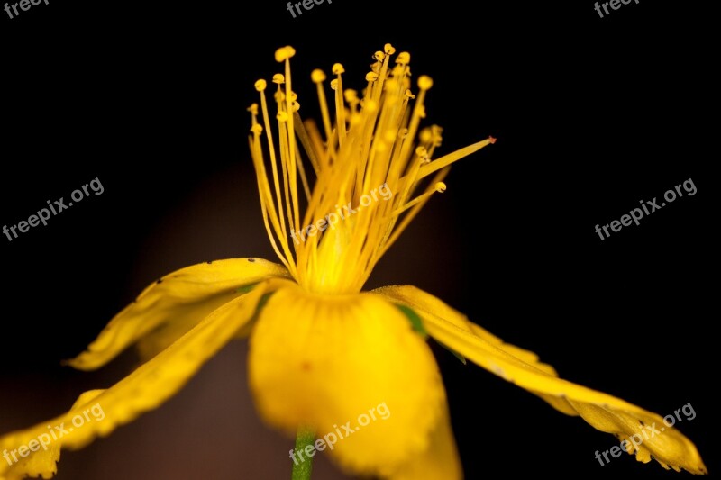 Pistil Flower Yellow Blossom Bloom