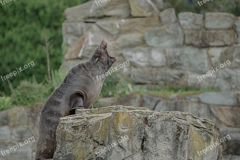 Sea ​​lion Robbe Seal Animal Meeresbewohner