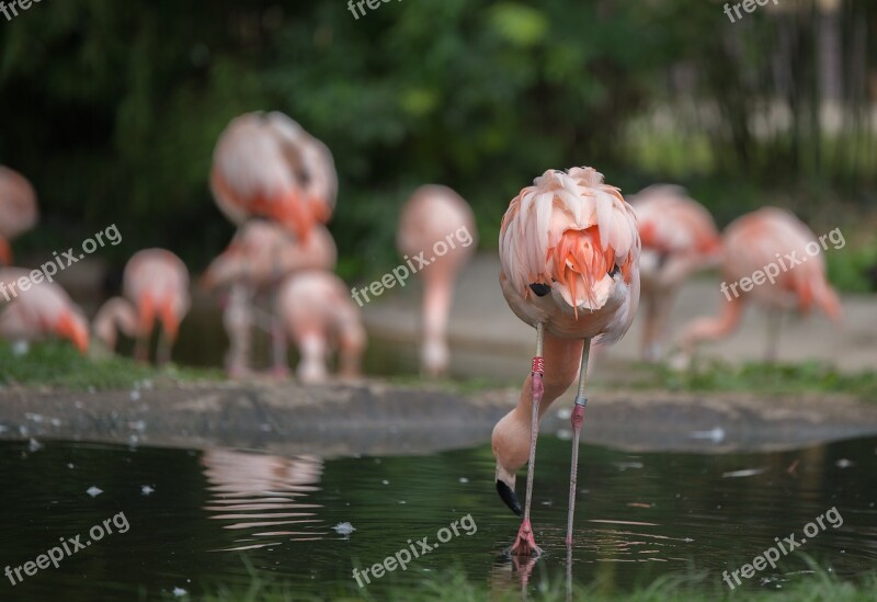 Flamingos Water Water Bird Pink Bird