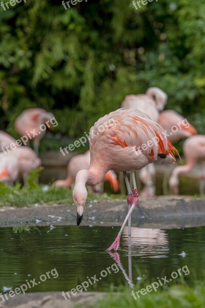 Flamingos Water Water Bird Pink Bird