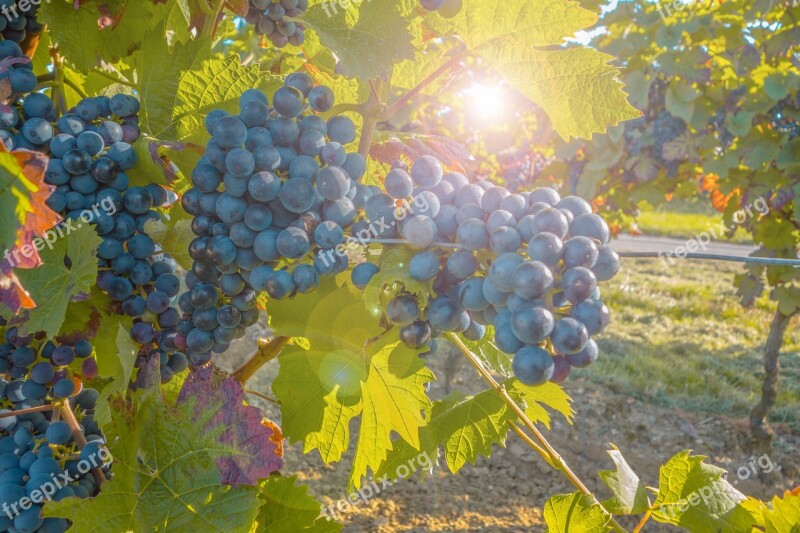 Grapes Grapevine Fruit Plant Cultivation