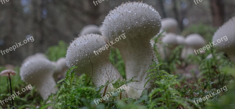 Bovist Mushrooms Forest Mushrooms Moss Forest Floor