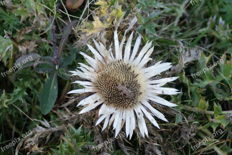 Silver Thistle Thistle Flower Blossom Bloom