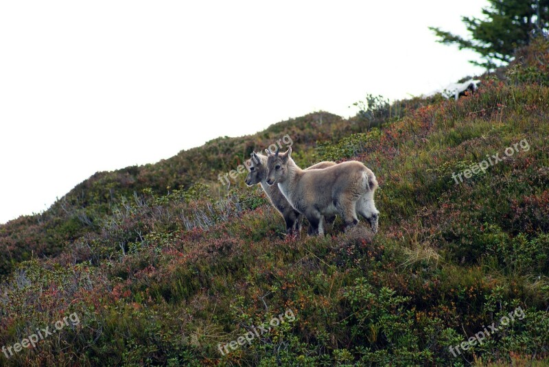 Alpine Ibex Ibex Young Animals Swiss Alps Free Photos