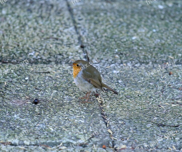 Robins Bird Small Birds Feeding Place Free Photos