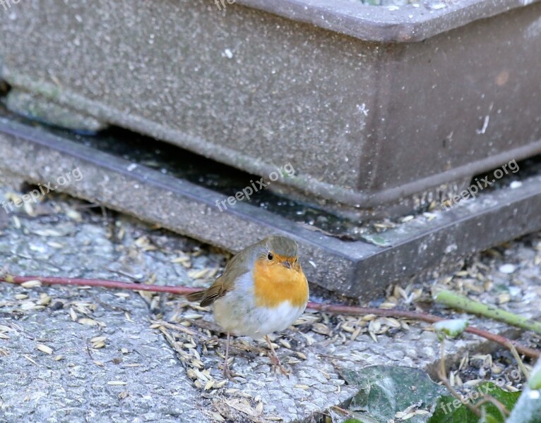 Robins Bird Bird Food Seed Feeding