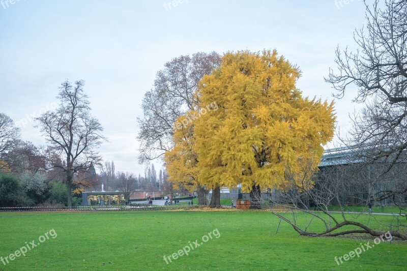 Tree Autumn Leaves Forest Golden Autumn