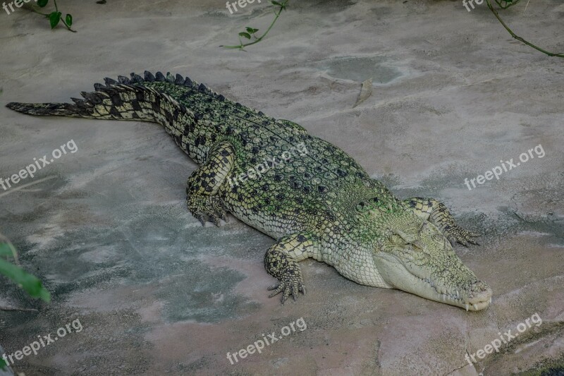 Crocodile Tooth Reptile Dangerous Predator