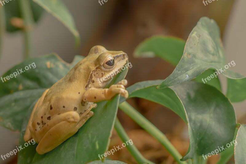 Frog Amphibian Leaves Yellow Leaf