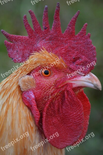 Haan Animal Poultry Mohawk Free Photos