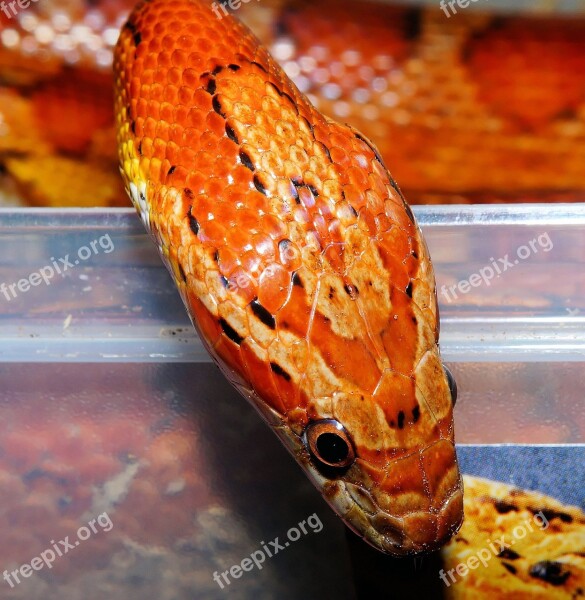 Corn Snake Snake Reptile Scale Terraristik