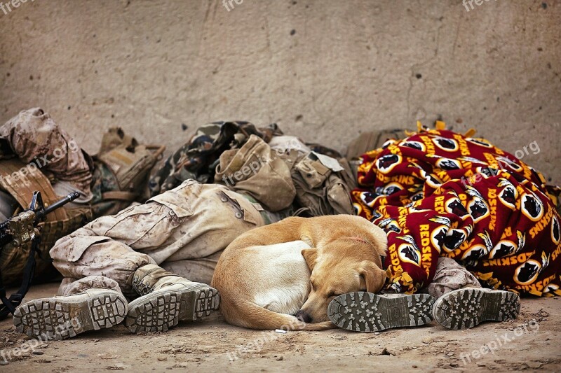 Soldiers Resting Military Sleeping Canine Rest