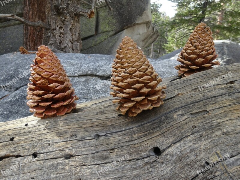 Pine Cone Nature Christmas Decoration Decorative