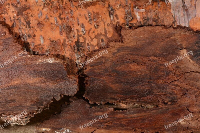 Tree Bark Close Up Structure Texture Free Photos