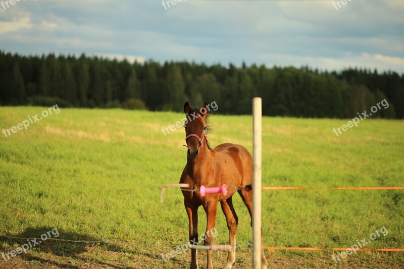 Horse Foal Pasture Free Photos