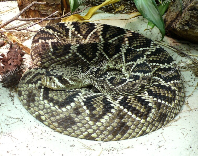 Rattlesnake Eastern Diamondback Venomous Reptile Snake