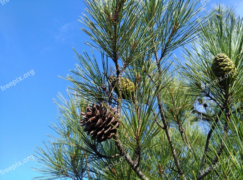 Pine Tree Cocoon Free Photos